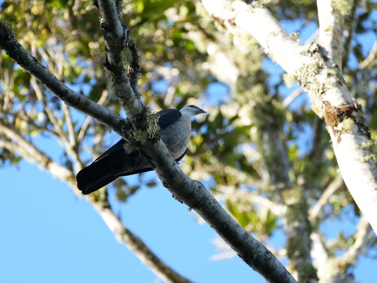 White-headed Pigeon - ML638049298