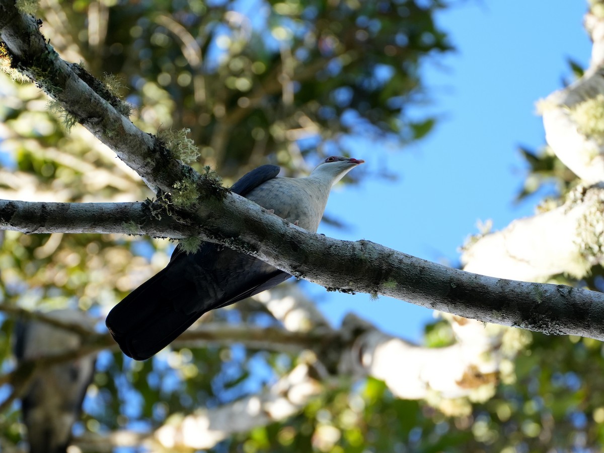 White-headed Pigeon - ML638049299