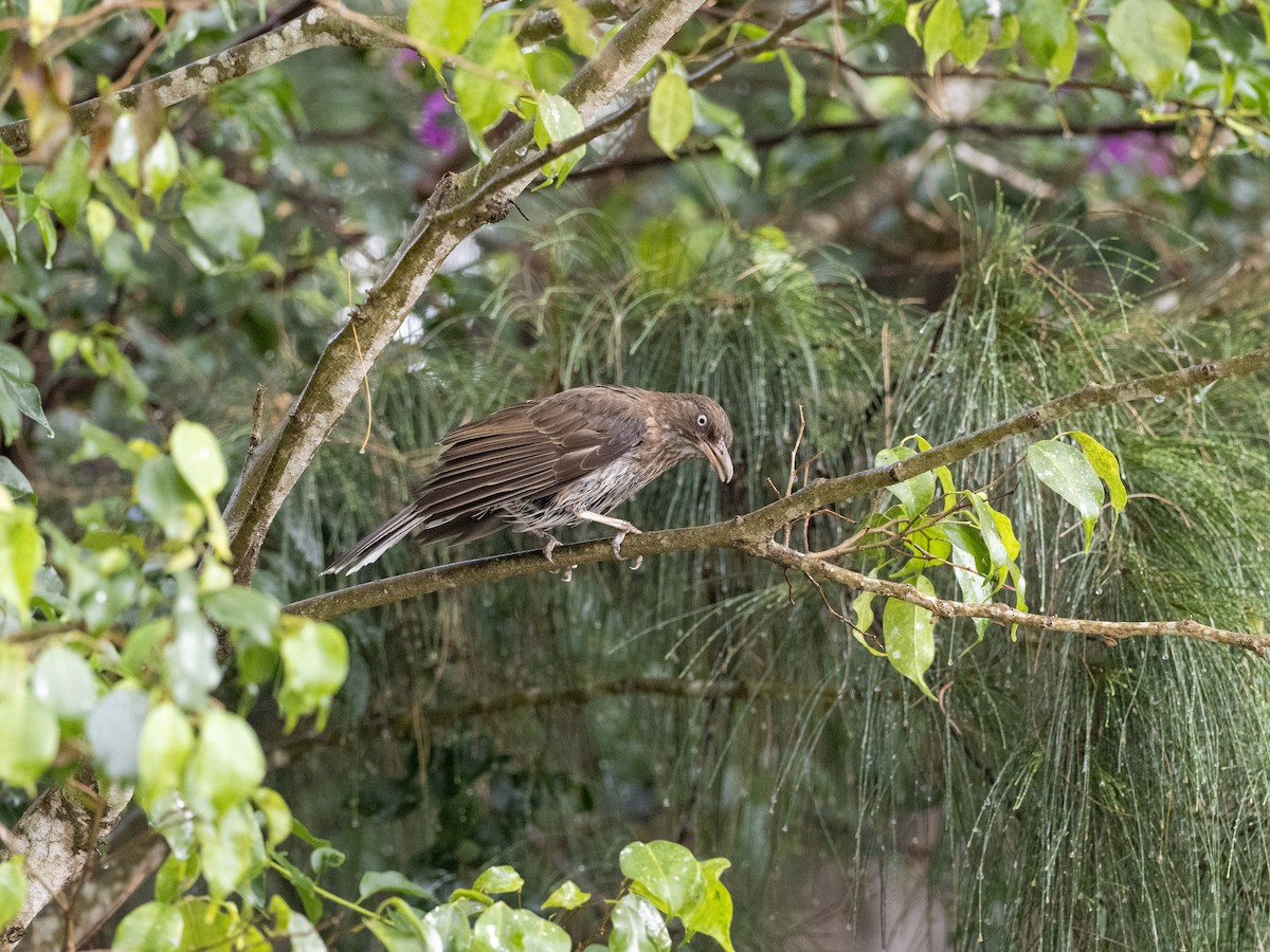Pearly-eyed Thrasher - ML638049301