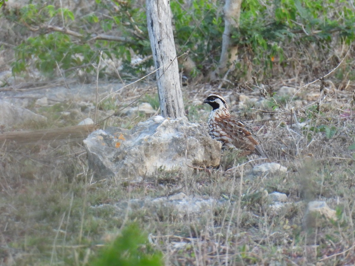 Black-throated Bobwhite - ML638049307