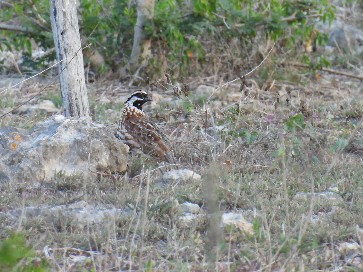 Black-throated Bobwhite - ML638049308