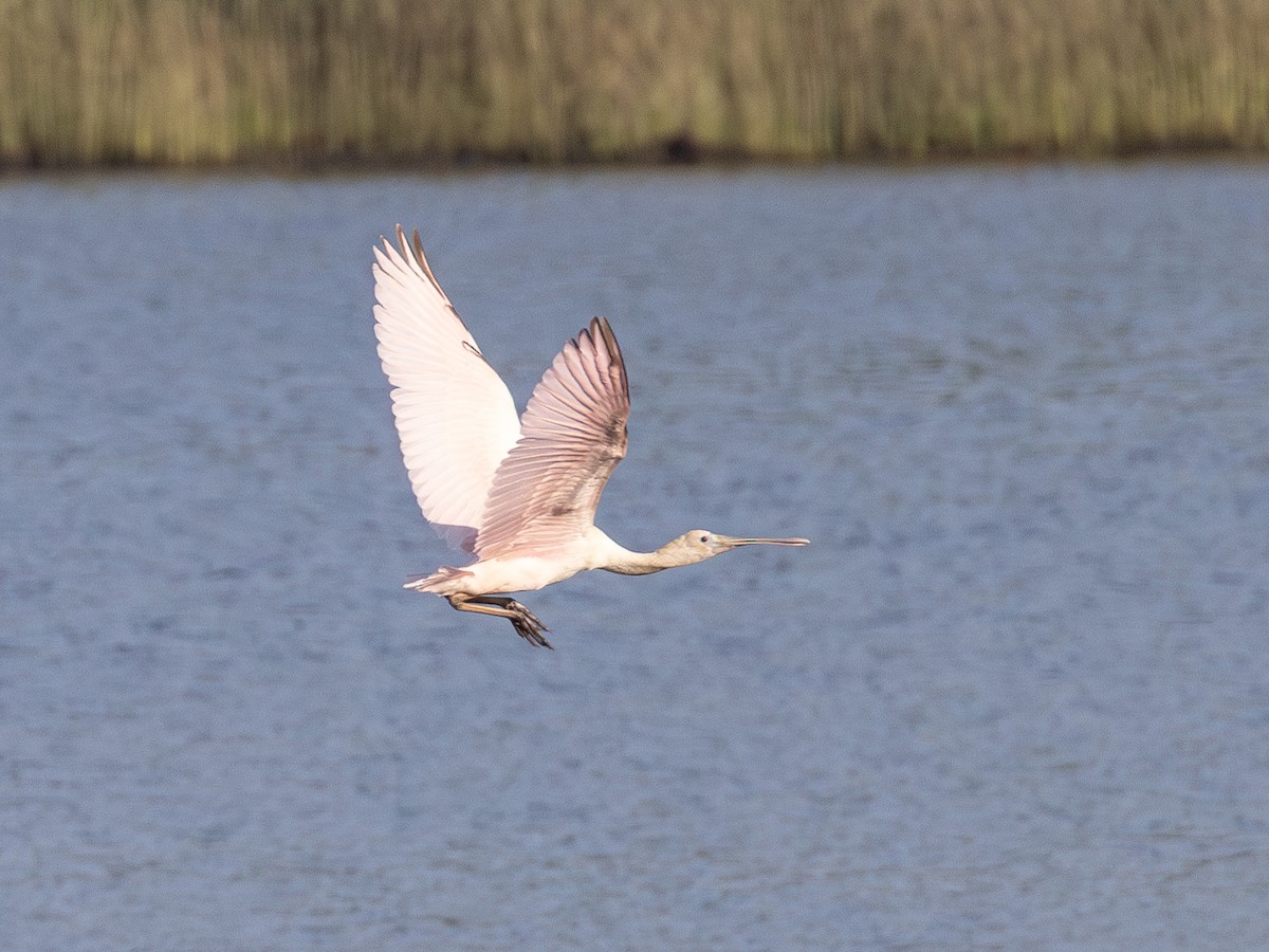 Roseate Spoonbill - Anonymous