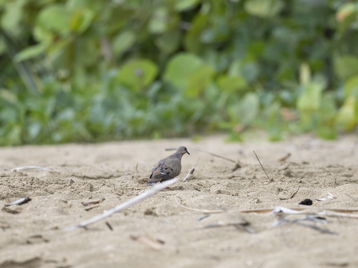 Zenaida Dove - ML638049316