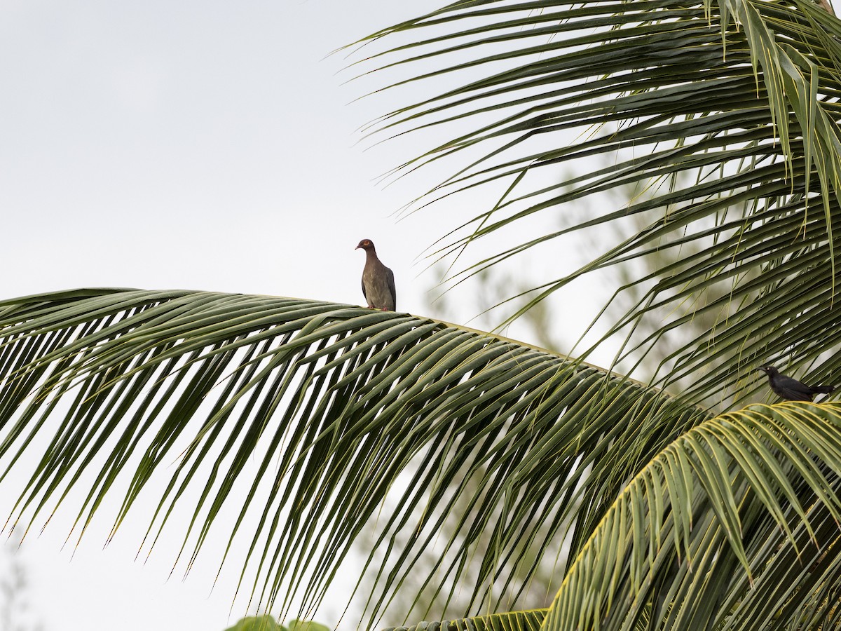 Scaly-naped Pigeon - ML638049344