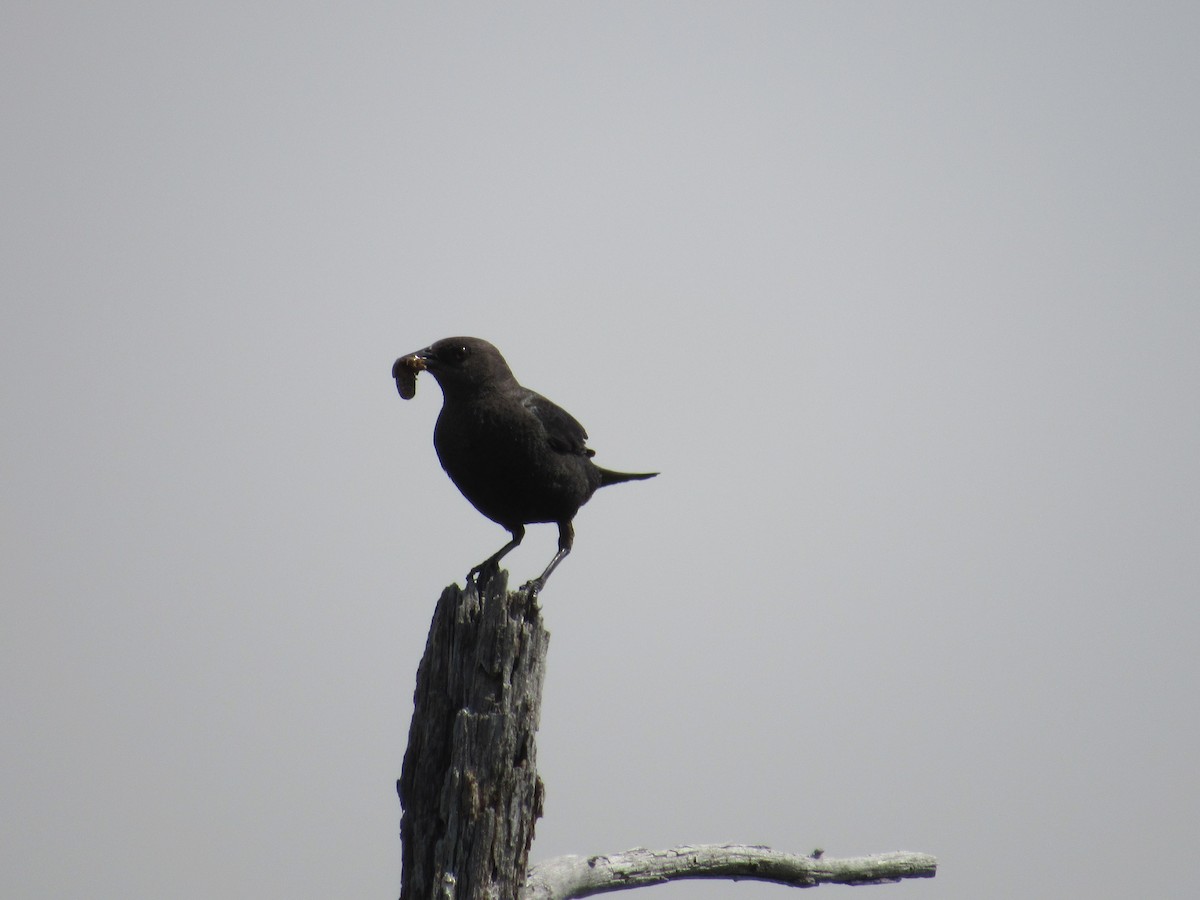 Brewer's Blackbird - ML638049355