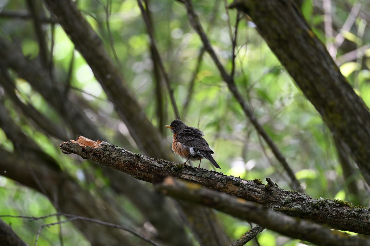 American Robin - ML638049368