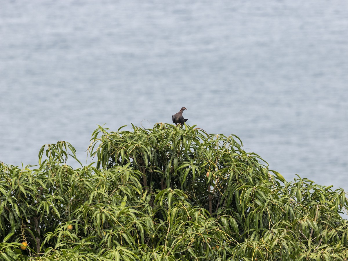 Scaly-naped Pigeon - ML638049376