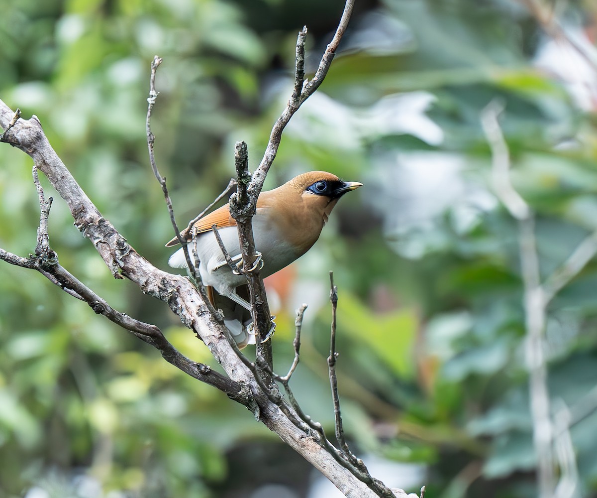 Buffy Laughingthrush - ML638049377