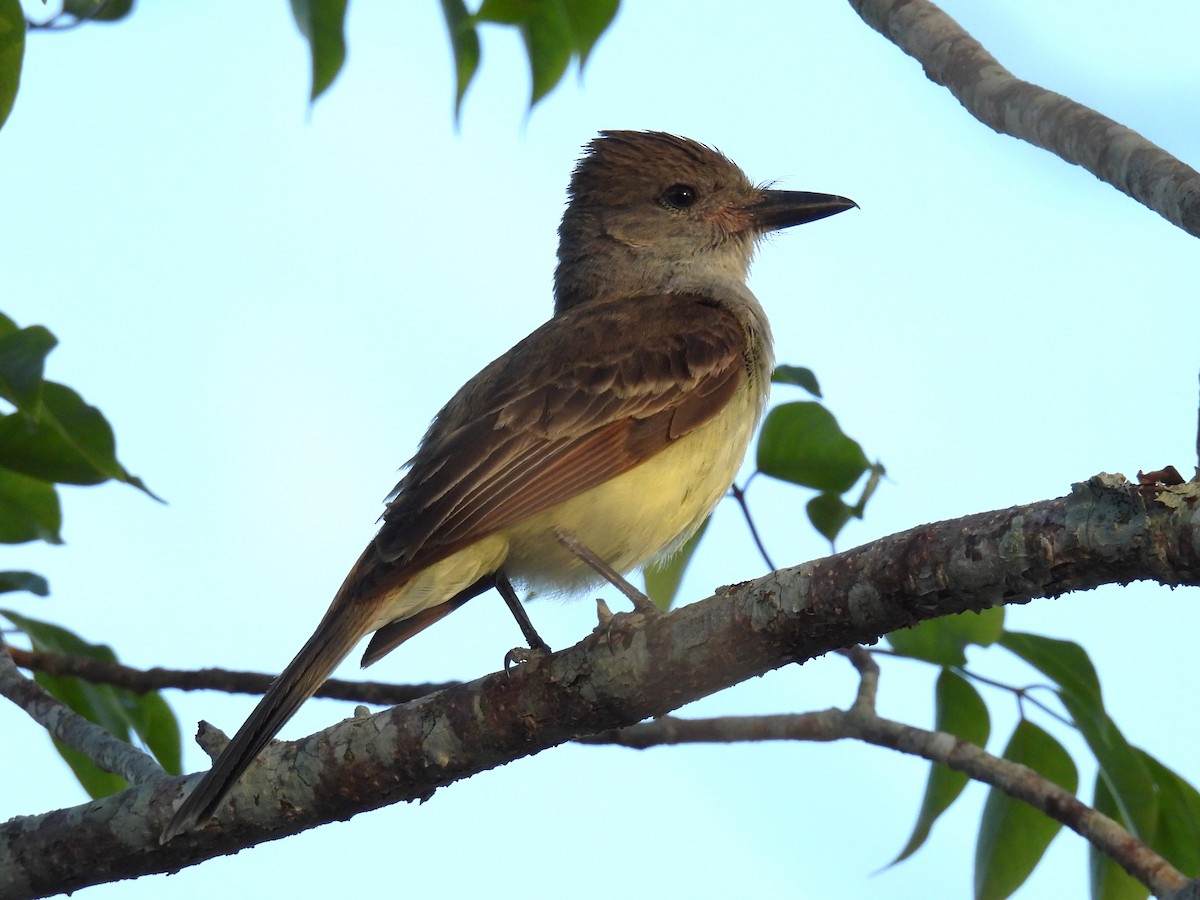 Brown-crested Flycatcher (Cooper's) - Tyler Stewart