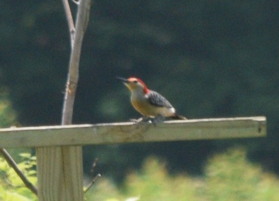 Red-bellied Woodpecker - ML638049387
