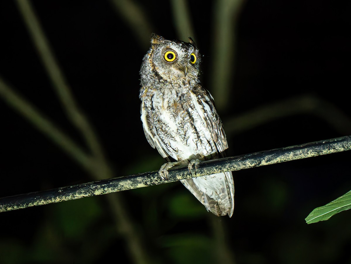 Oriental Scops-Owl (Northern) - ML638049406