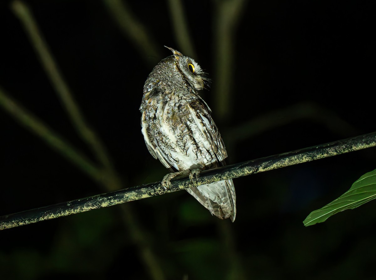Oriental Scops-Owl (Northern) - ML638049407