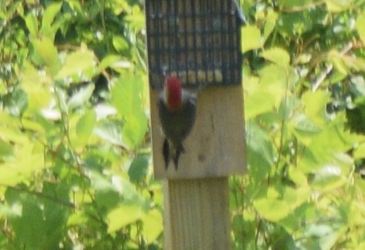 Red-bellied Woodpecker - ML638049408