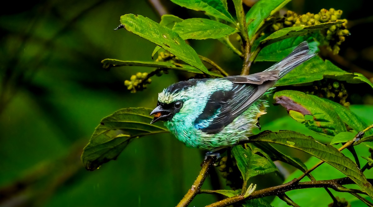 Metallic-green Tanager - ML638049435