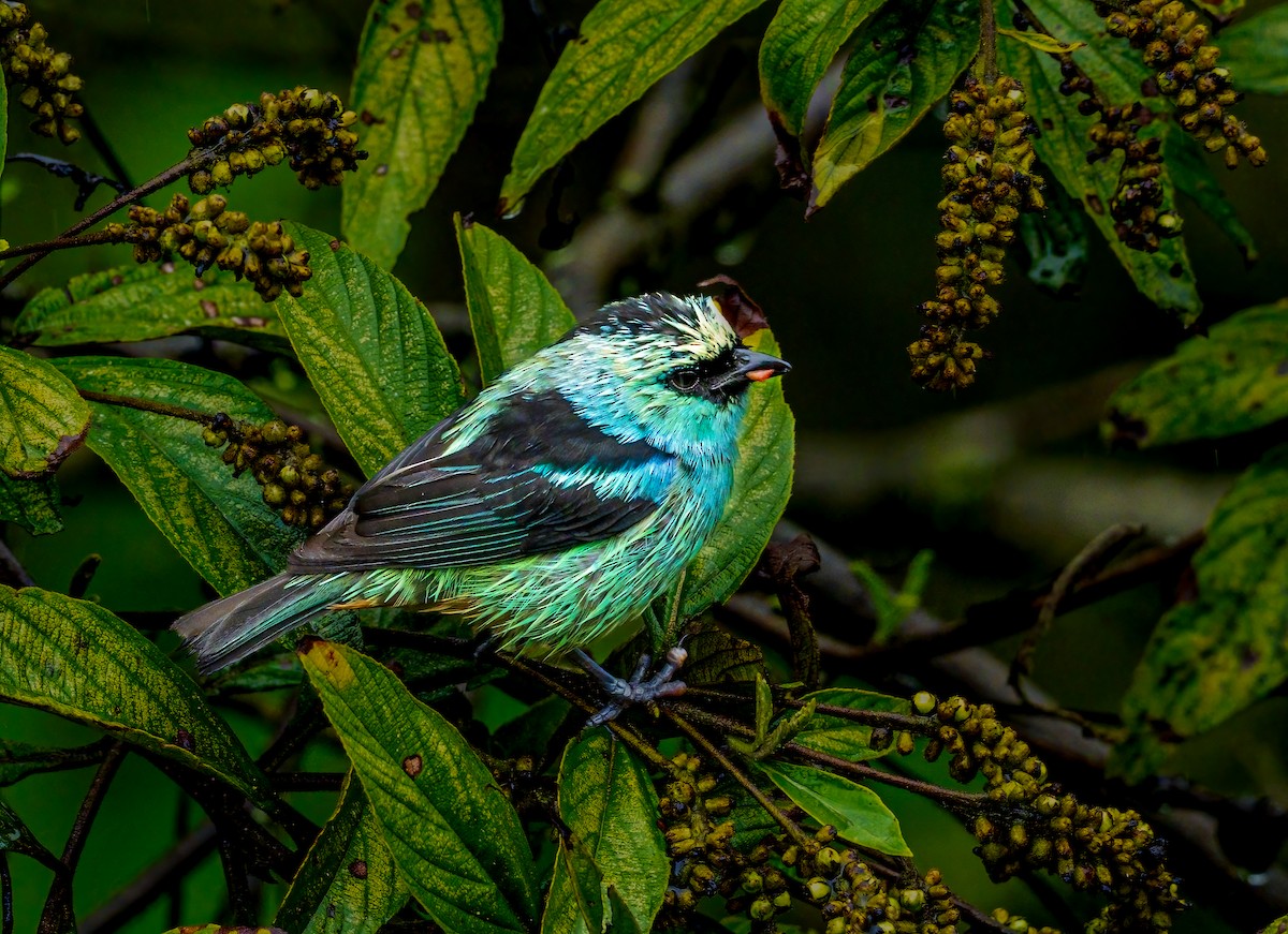 Metallic-green Tanager - ML638049436
