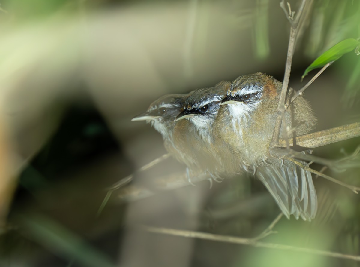 Streak-breasted Scimitar-Babbler - ML638049440