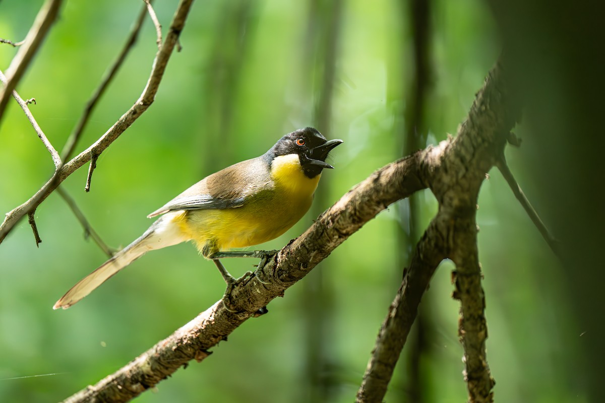 Blue-crowned Laughingthrush - ML638049466