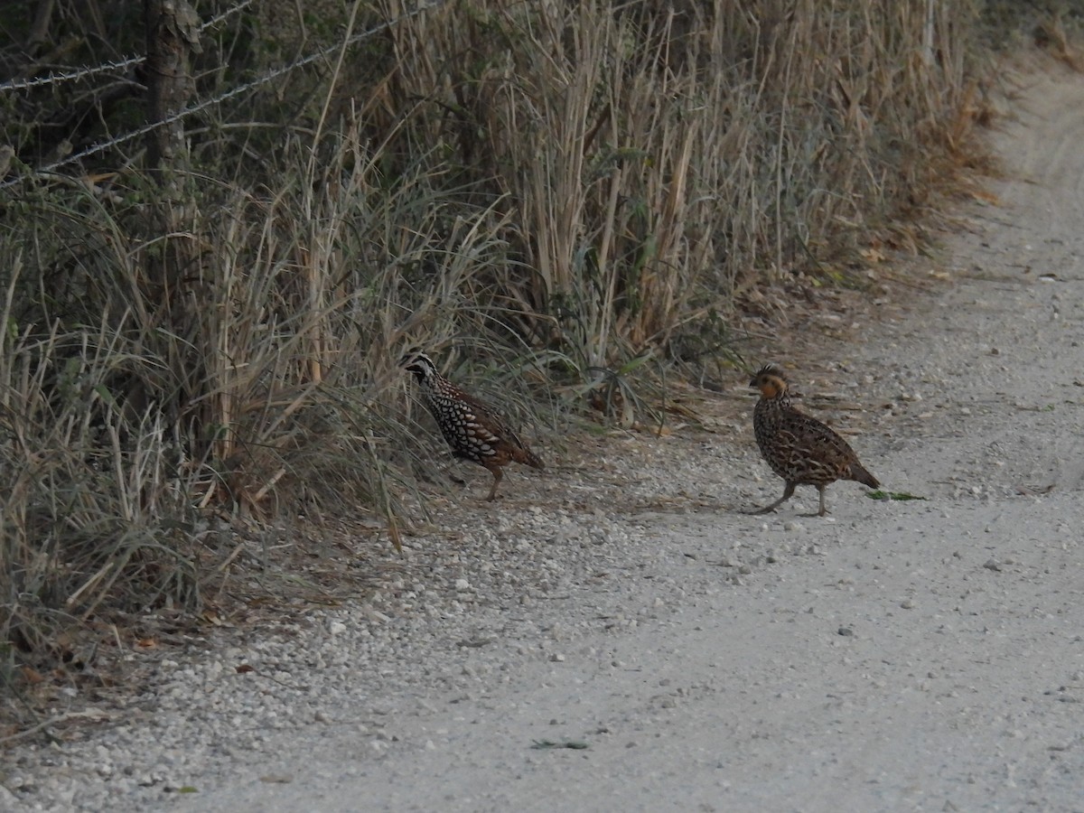 Black-throated Bobwhite - ML638049473