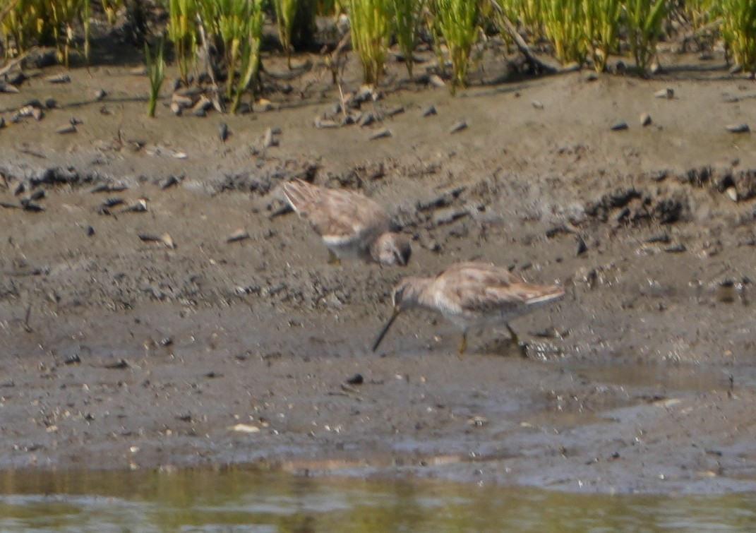Short-billed/Long-billed Dowitcher - ML638049491