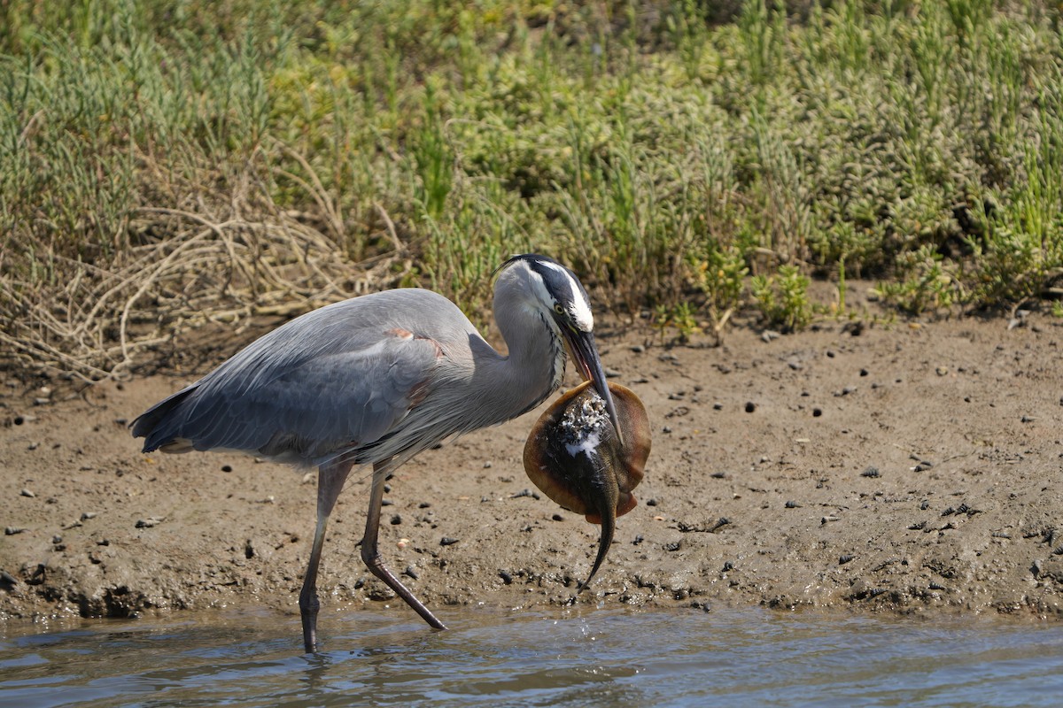 Great Blue Heron - ML638049502