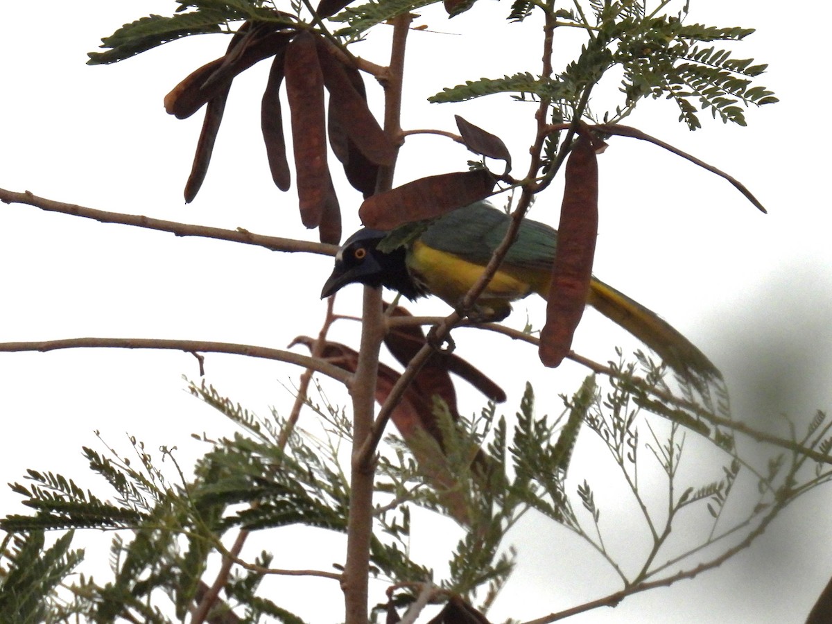 Green Jay - ML638049544