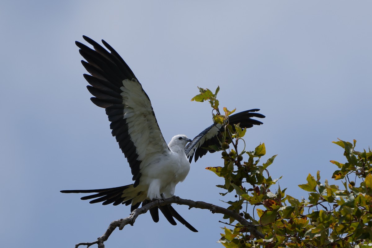 Swallow-tailed Kite - Diego Perez