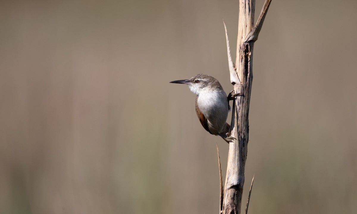 Straight-billed Reedhaunter - ML638049623