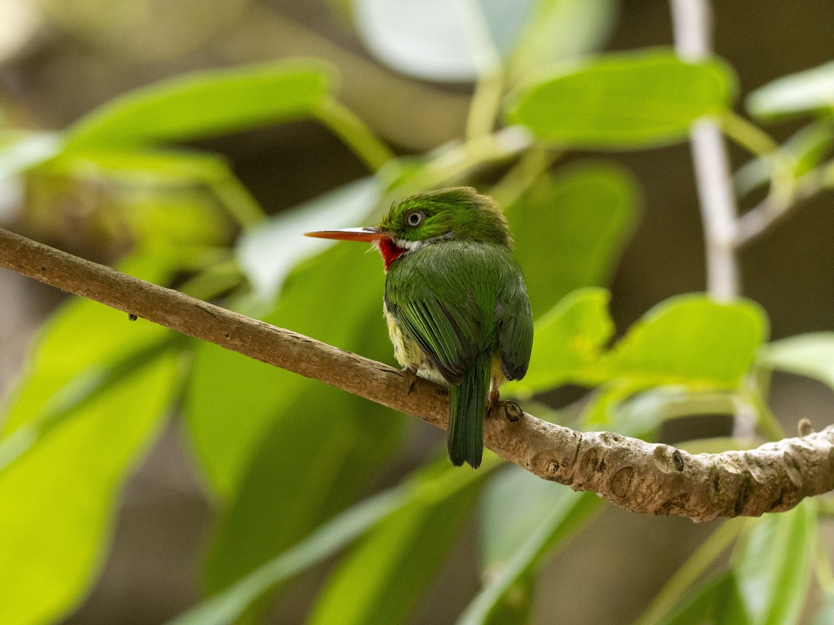 Puerto Rican Tody - ML638049625