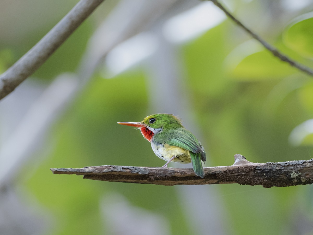 Puerto Rican Tody - ML638049626