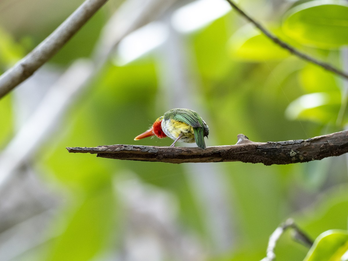 Puerto Rican Tody - ML638049627
