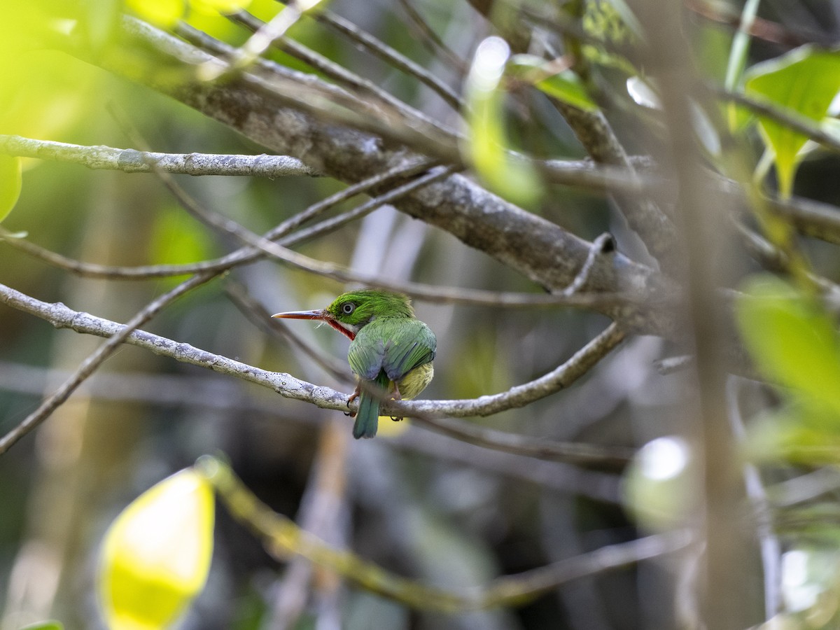 Puerto Rican Tody - ML638049628