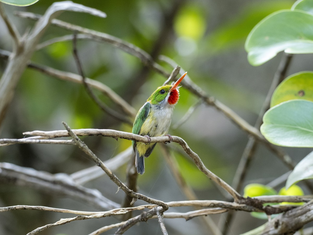 Puerto Rican Tody - ML638049629