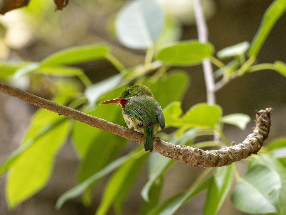 Puerto Rican Tody - ML638049630