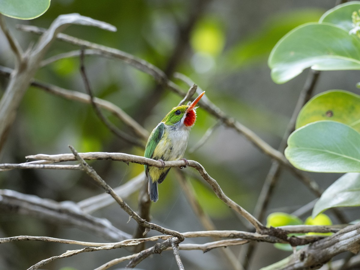 Puerto Rican Tody - ML638049631