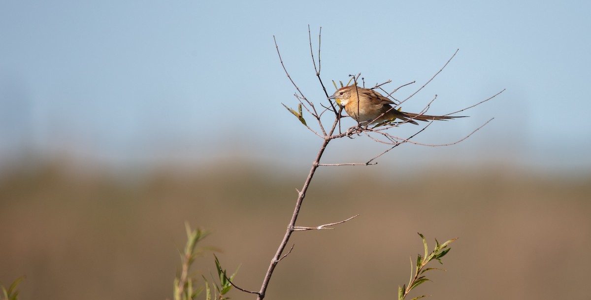 Chotoy Spinetail - ML638049634