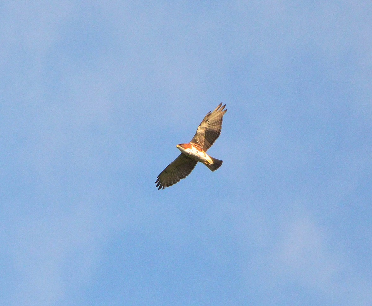 White-throated Hawk - ML638049648