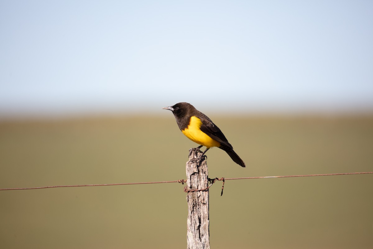 Yellow-rumped Marshbird - ML638049649