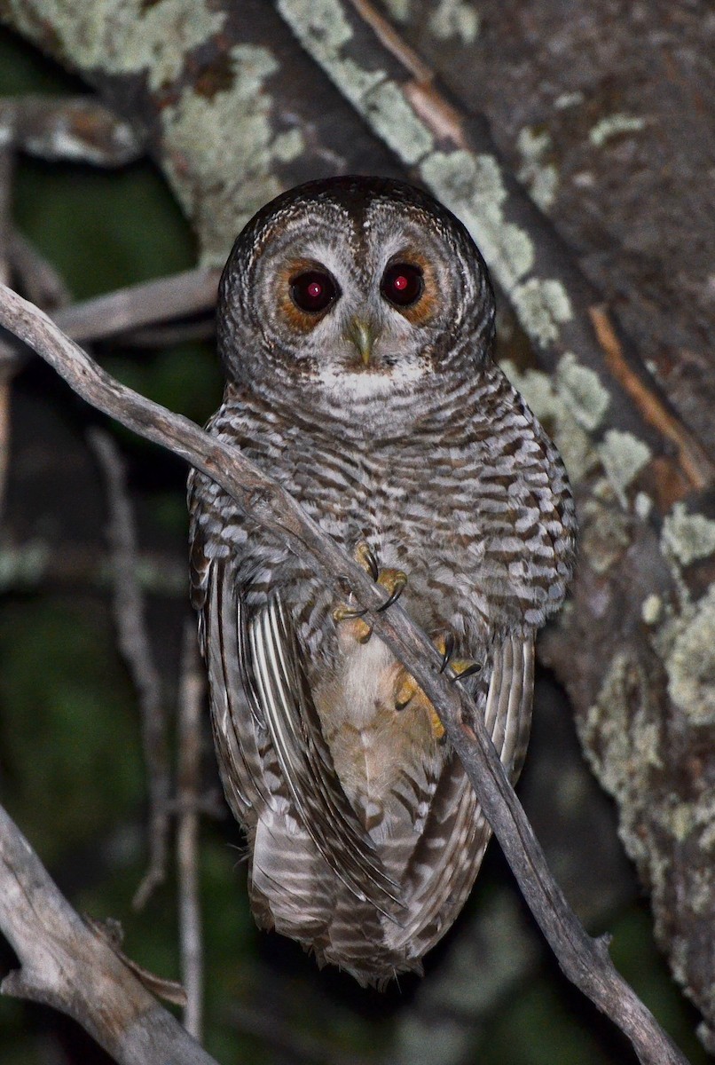 Rufous-legged Owl - ML638049650