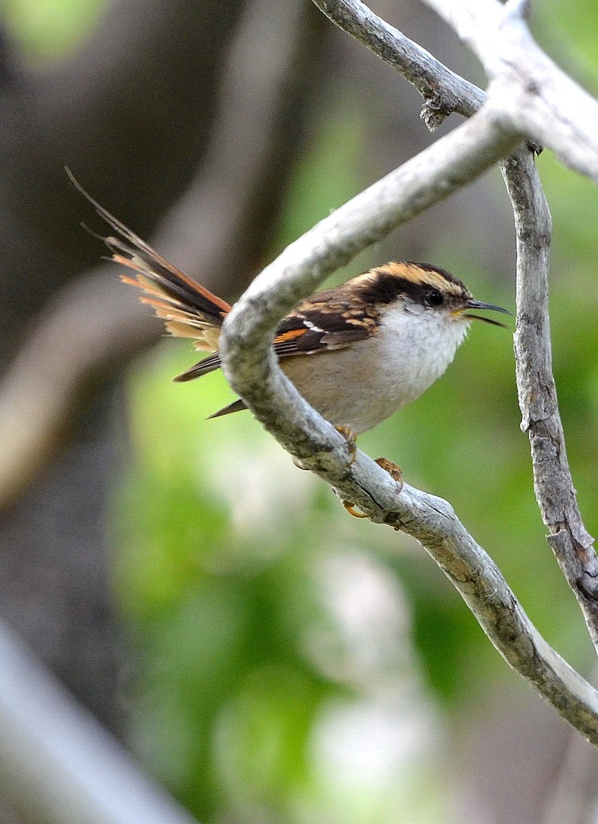 Thorn-tailed Rayadito - ML638049693