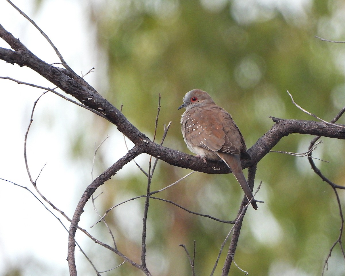 Diamond Dove - ML638049695