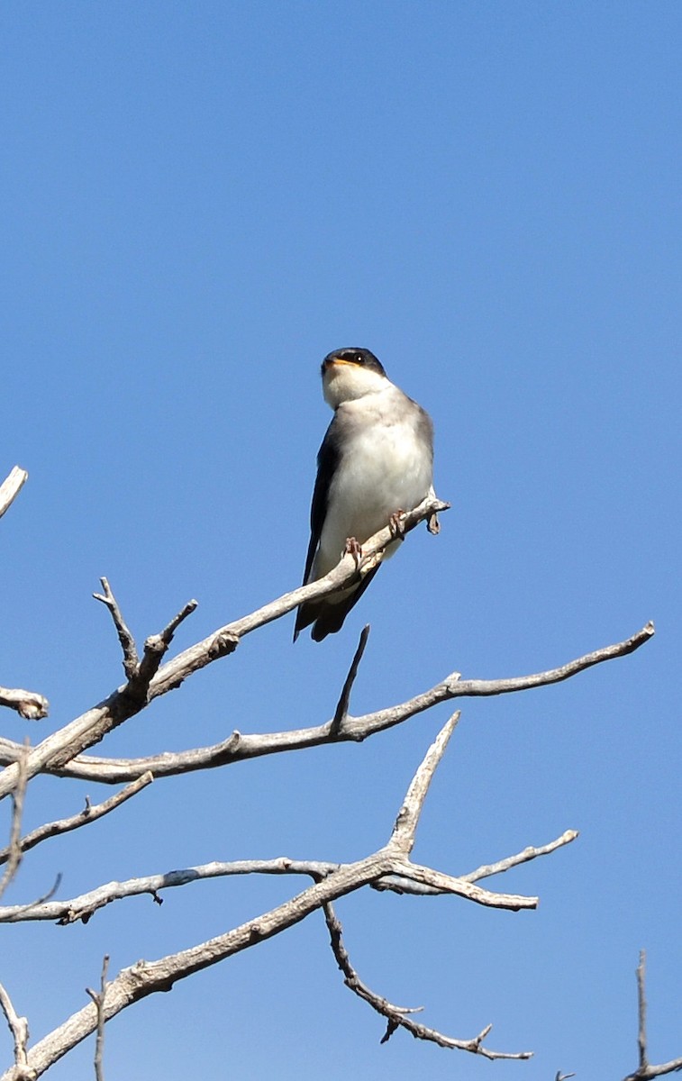 Chilean Swallow - ML638049699