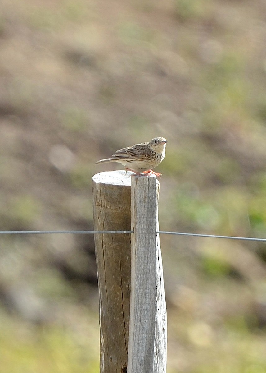 Hellmayr's Pipit - ML638049705