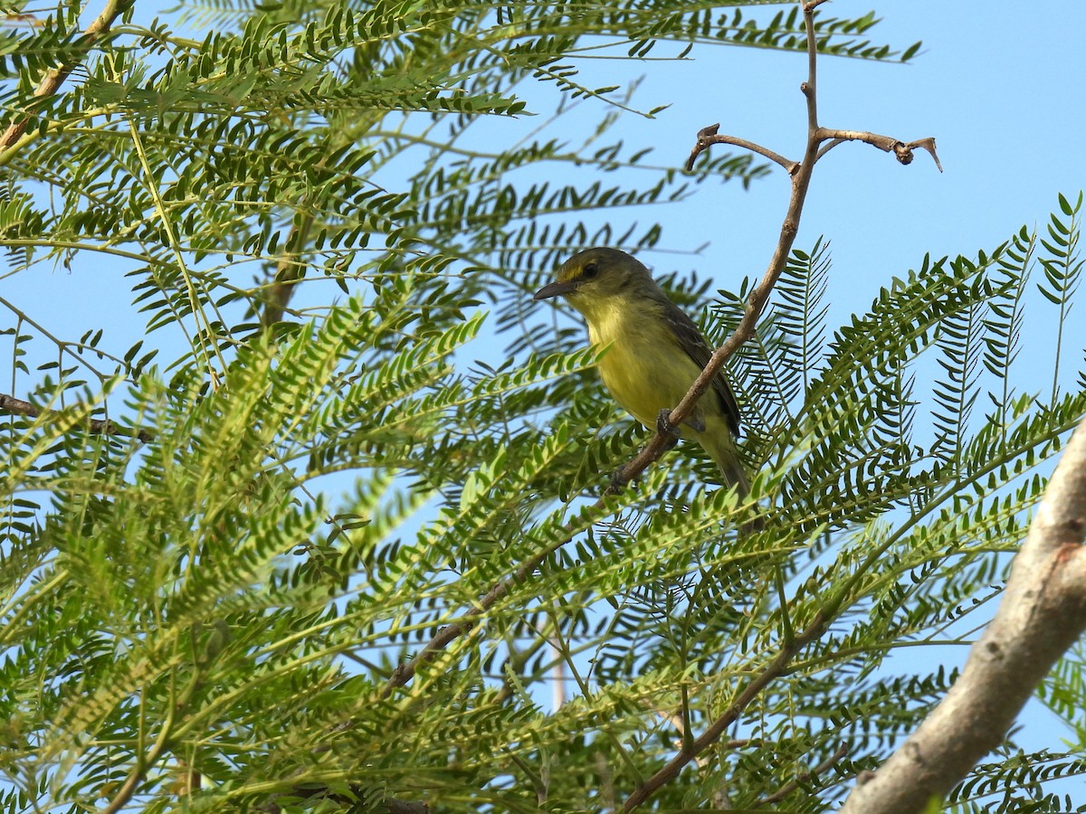 Mangrove Vireo - ML638049707