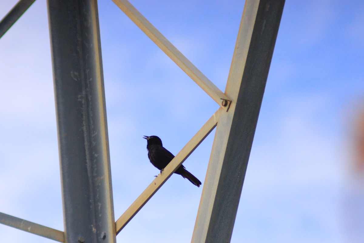 Melodious Blackbird - ML638049708