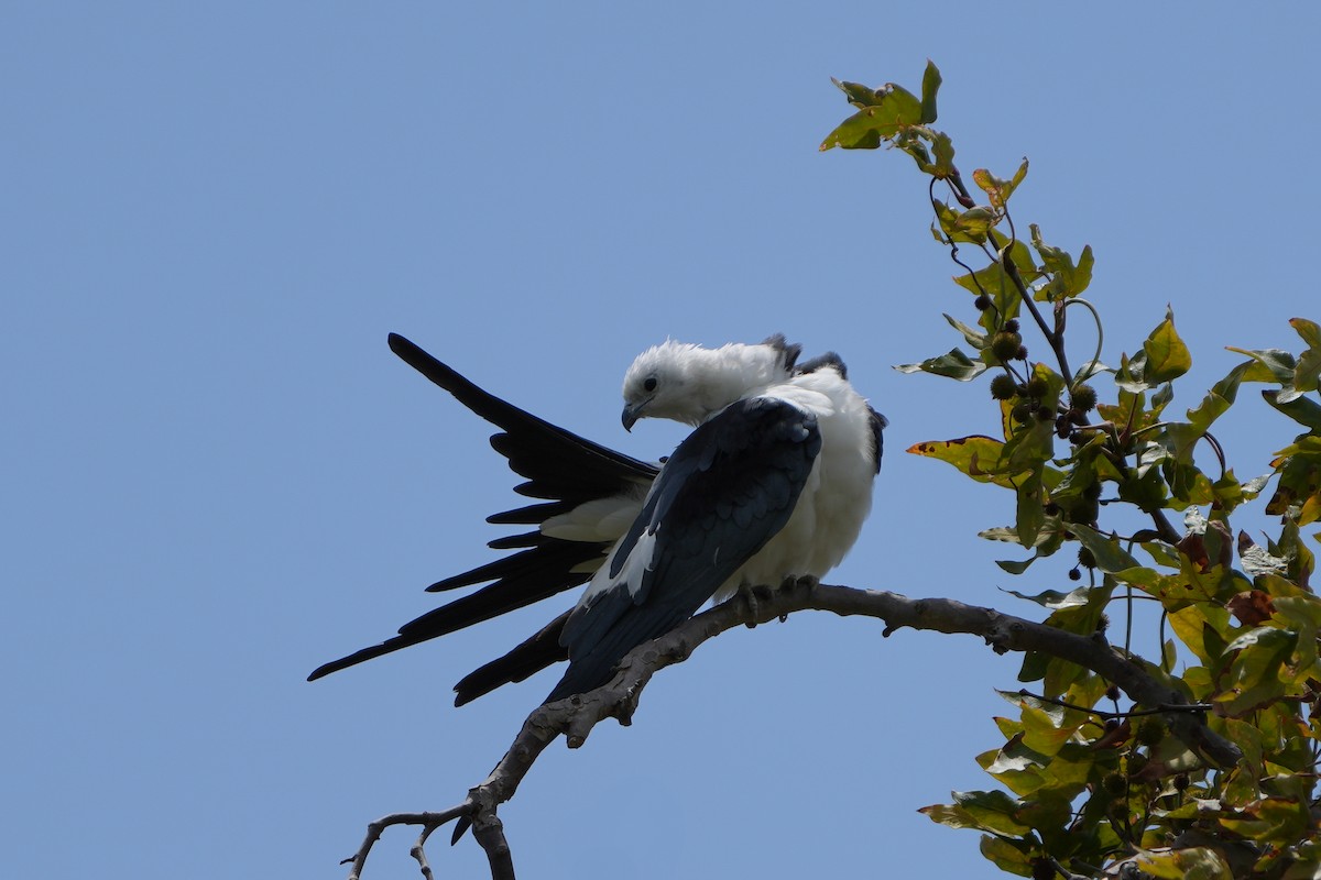 Swallow-tailed Kite - ML638049709