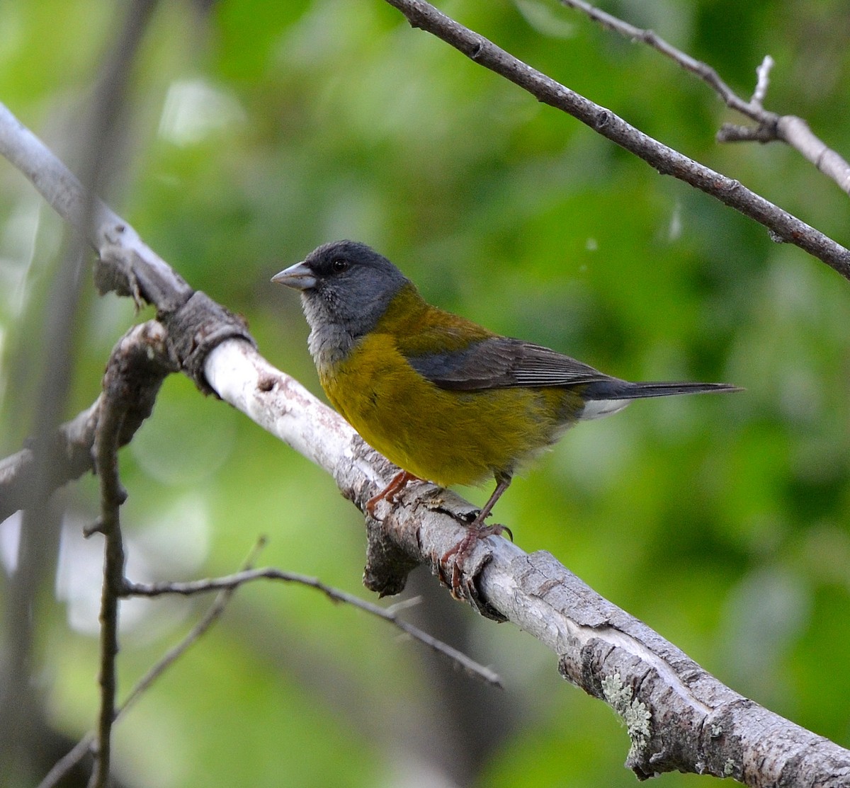 Patagonian Sierra Finch - ML638049715