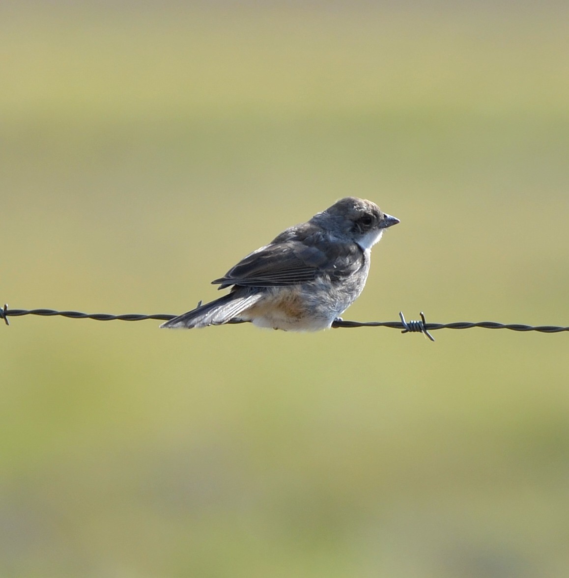 Diuca Finch - ML638049722