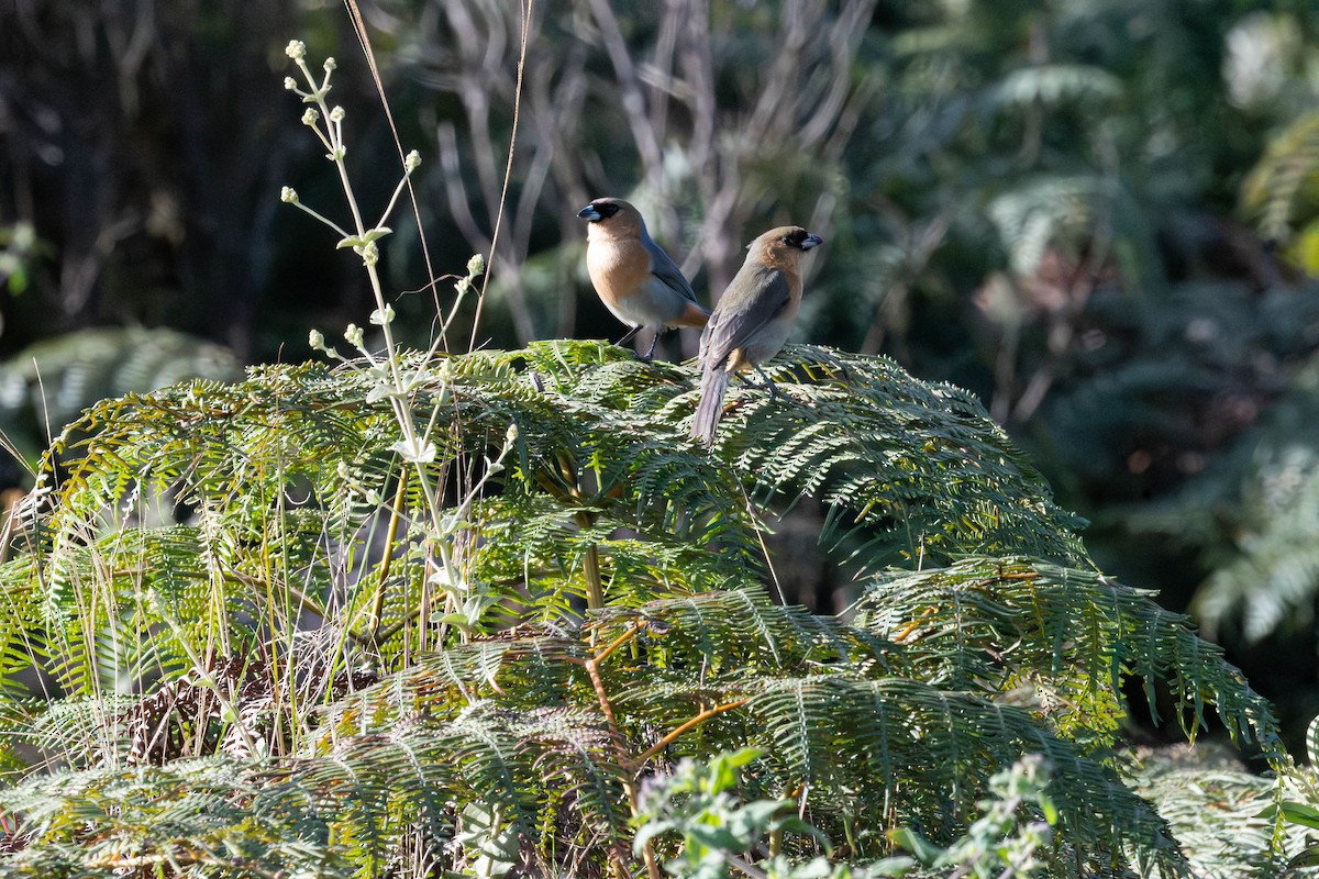 Cinnamon Tanager - ML638049730