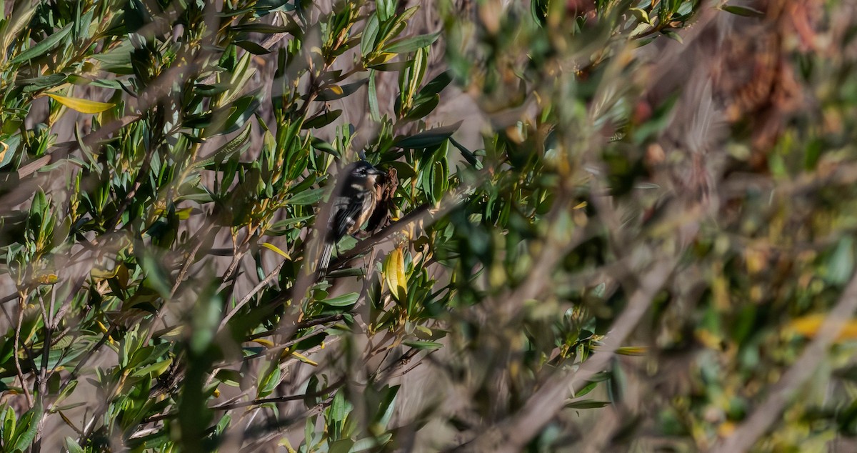 Gray-backed Tachuri - ML638049731