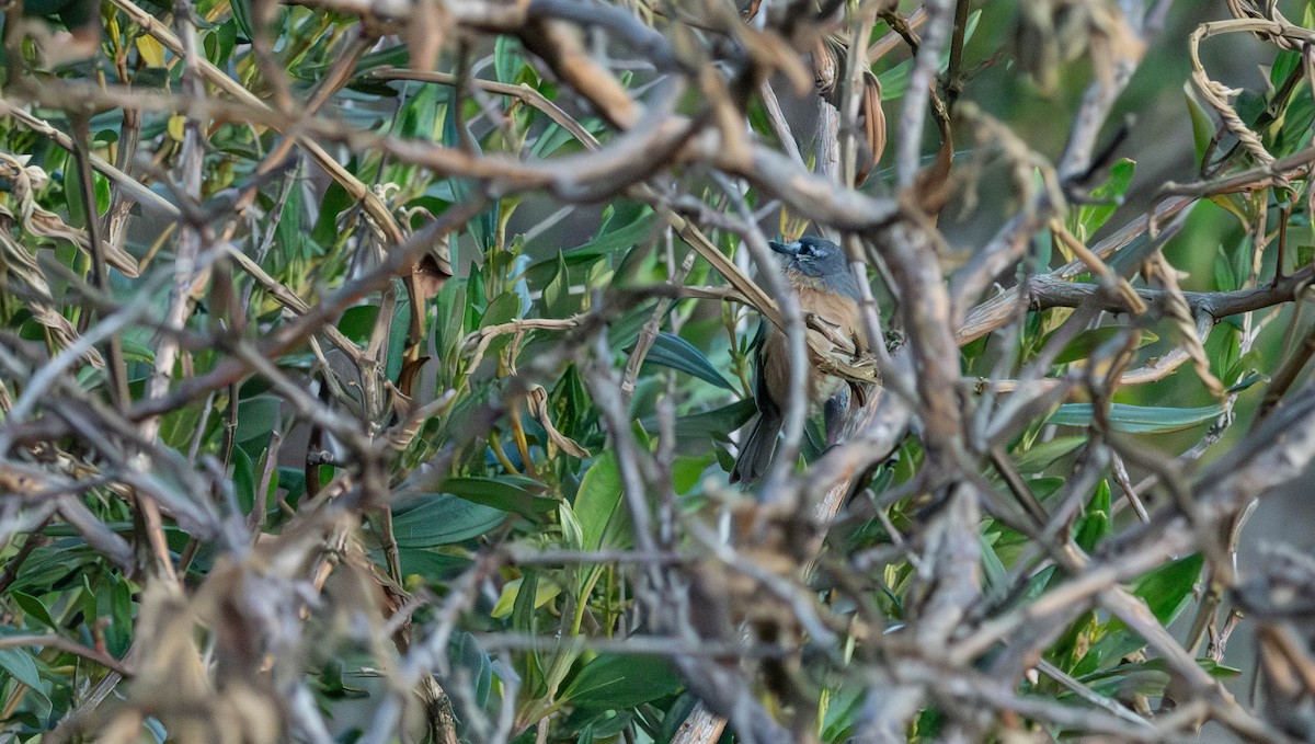 Gray-backed Tachuri - ML638049732
